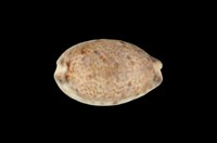 藏品(山貓寶螺)的圖片